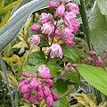 Dutzia scabra 'Codsall Pink'