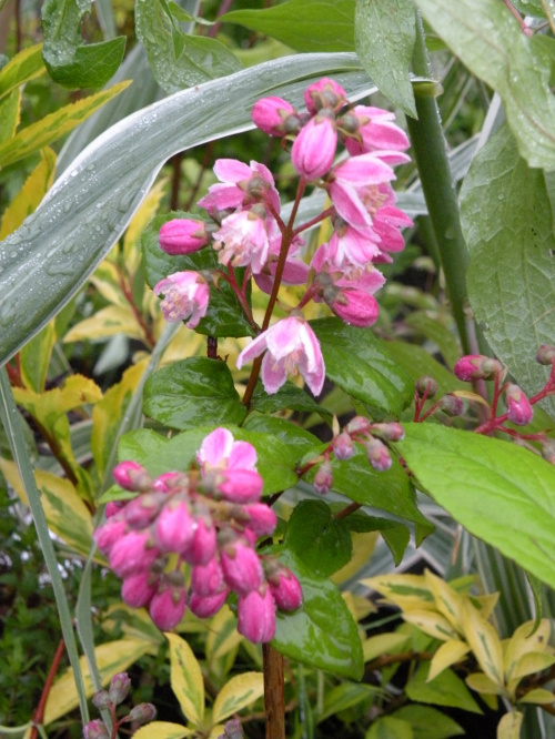 Dutzia scabra 'Codsall Pink'