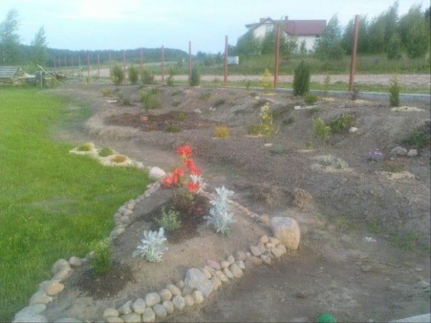 Nowa rabatka z azalia, trzmielina, thuja Smaragd, jdnoroczny starzec, bukszpan