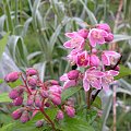 Dutzia scabra 'Codsall Pink'