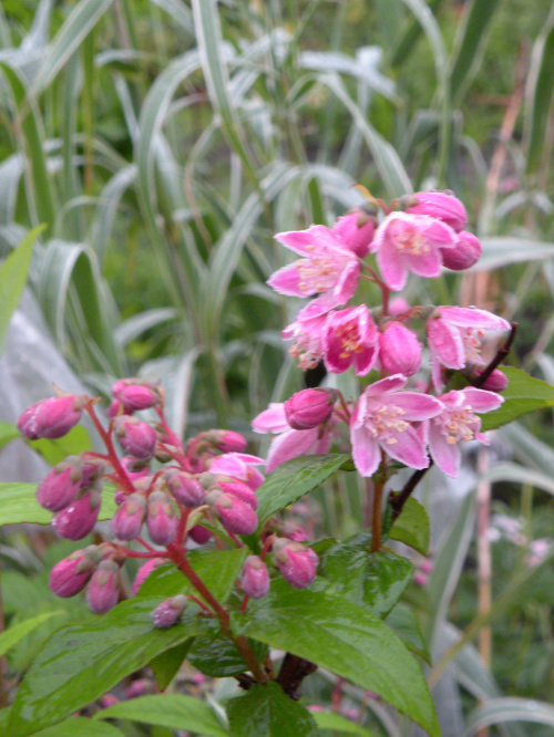 Dutzia scabra 'Codsall Pink'