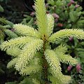 Picea abies 'Aurea Mgnifica'