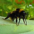 #Przyroda #owady #trzmiel #pszczoła