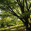 Spacer po ogrodzie botanicznym w Poznaniu - jeszcze majowy.