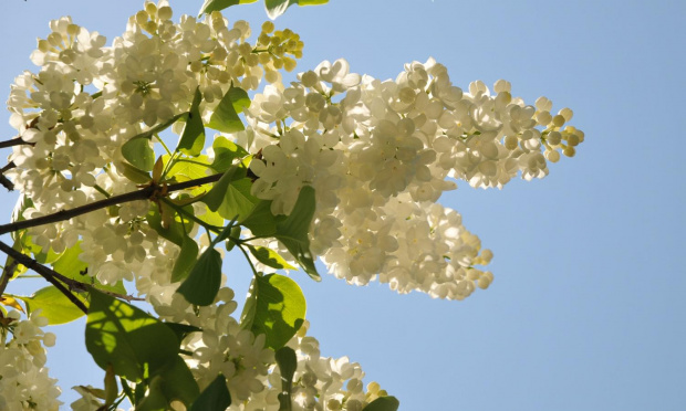 Spacer po ogrodzie botanicznym w Poznaniu - jeszcze majowy.