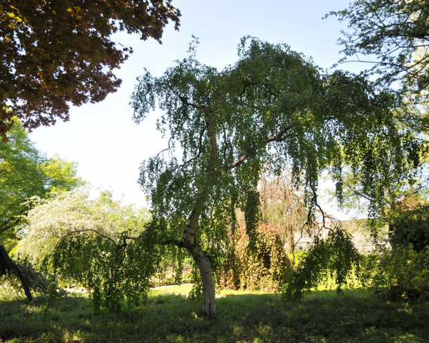 Spacer po ogrodzie botanicznym w Poznaniu - jeszcze majowy.