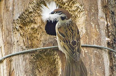 wróbelek---chyba mu wąsy wyrosły :))) #wróbel