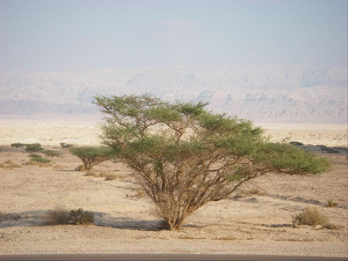 drzewa na pustyni #pustynia #drzewa