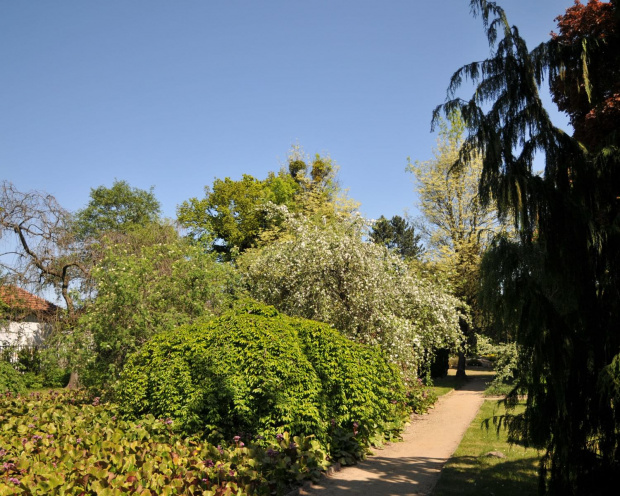 Spacer po ogrodzie botanicznym w Poznaniu - jeszcze majowy.
