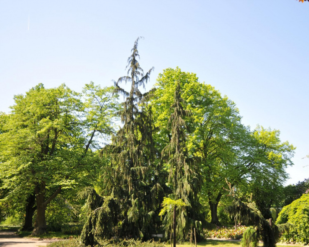 Spacer po ogrodzie botanicznym w Poznaniu - jeszcze majowy.