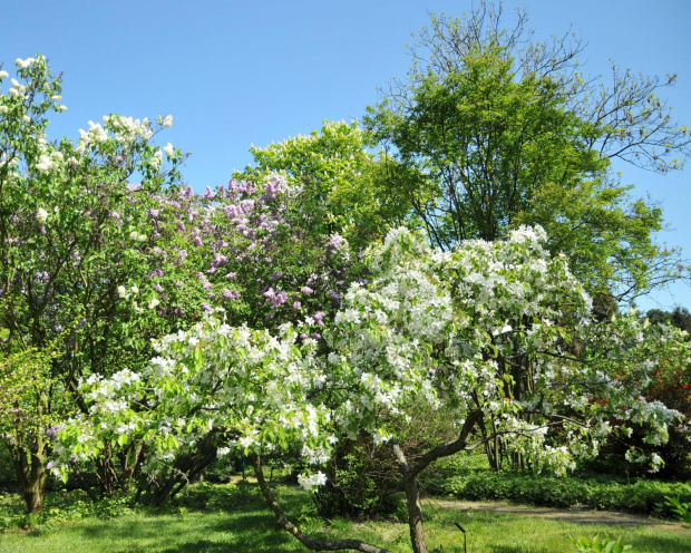 Spacer po ogrodzie botanicznym w Poznaniu - jeszcze majowy.