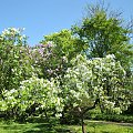 Spacer po ogrodzie botanicznym w Poznaniu - jeszcze majowy.