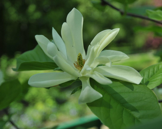 Spacer po ogrodzie botanicznym w Poznaniu - jeszcze majowy.