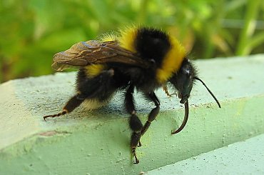 #Przyroda #owady #trzmiel #pszczoła