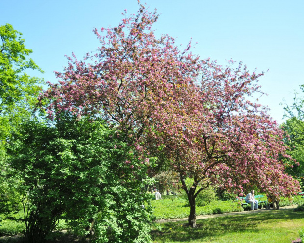 Spacer po ogrodzie botanicznym w Poznaniu - jeszcze majowy.