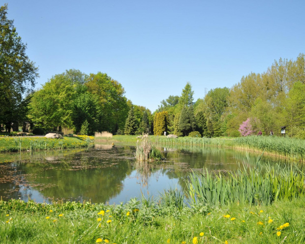 Spacer po ogrodzie botanicznym w Poznaniu - jeszcze majowy.