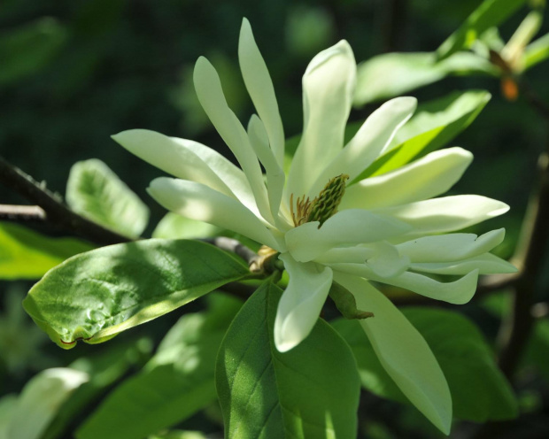 Spacer po ogrodzie botanicznym w Poznaniu - jeszcze majowy.