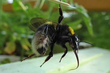 #Przyroda #owady #trzmiel #pszczoła