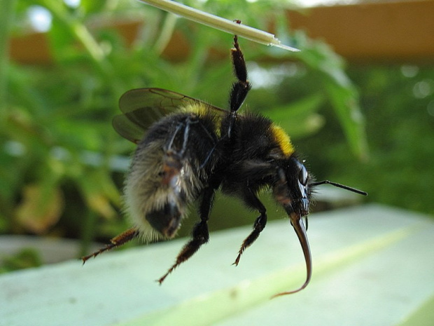 #Przyroda #owady #trzmiel #pszczoła