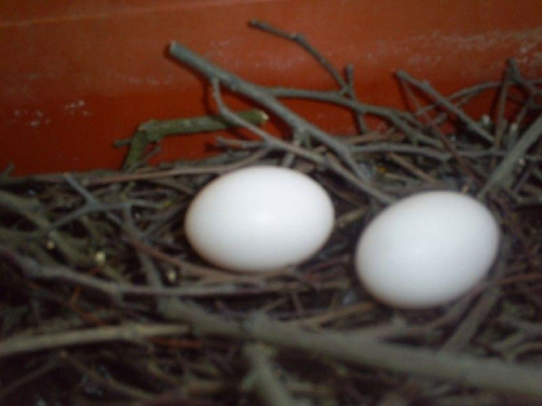 12.06.2009-2 jajka gołębia grzywacza :D