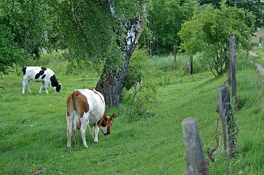 #łąka #pastwisko #krowy