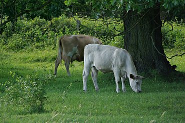 moje- nie moim aparatem #łąka #pastwisko #krowy