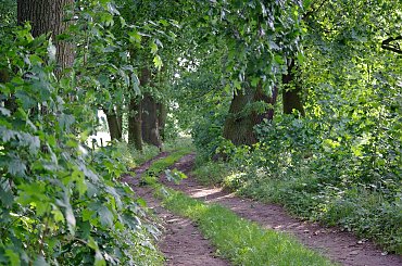 #PolnaDroga #dróżka #drzewa