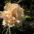 Dianthus plumarius 'Devon Cream'