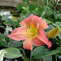 Hemerocallis 'Pink Cherry' ?