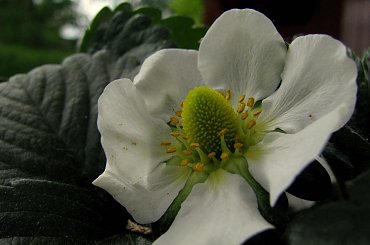 Kwitnące Truskaweczki :) #truskawki #owoce #kwiaty #ogrod