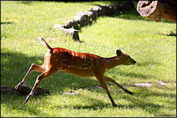 SITATUNGA...