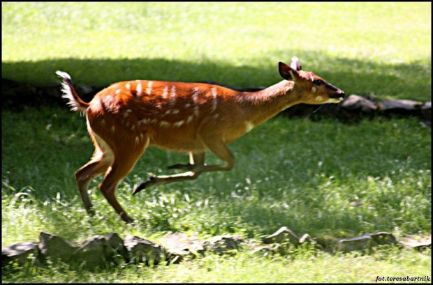 SITATUNGA...