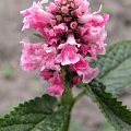 Stachys grandiflora (S. spicata) 'Rosea'