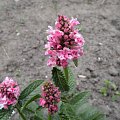 Stachys grandiflora (S. spicata) 'Rosea'