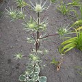 Eryngium triparticum Jade Frost