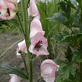 Aconitum napellus 'Roseum'