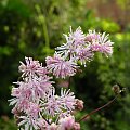 Thalictrum filamentosum