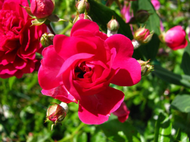 #kwiaty #groszki #róże