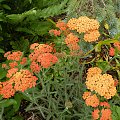 Achillea millefolium 'Terracotta'