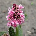 Stachys grandiflora (S. spicata) 'Rosea'