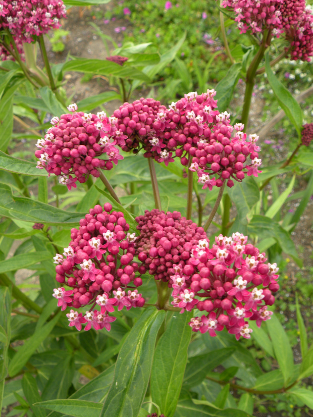 Asclepias incarnata