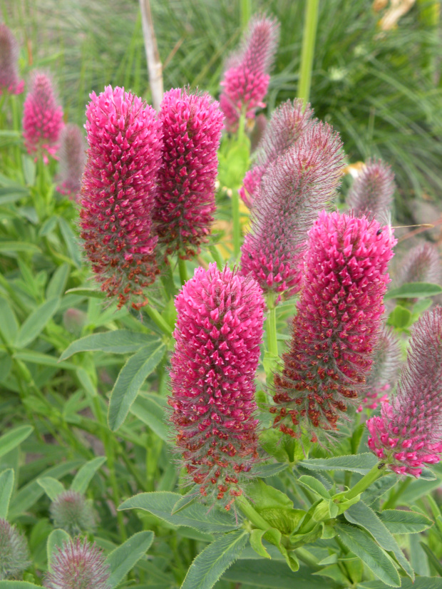 Trifolium rubens