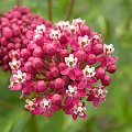 Asclepias incarnata