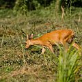 #natura #zwierzęta #przyroda