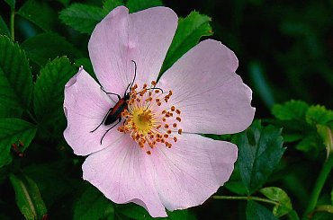 #róża #DzikaRóża #kwiaty #rośliny #owady #chrząszcze