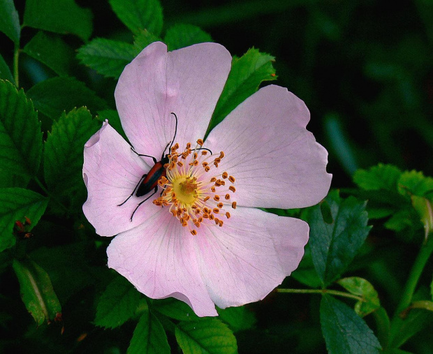 #róża #DzikaRóża #kwiaty #rośliny #owady #chrząszcze