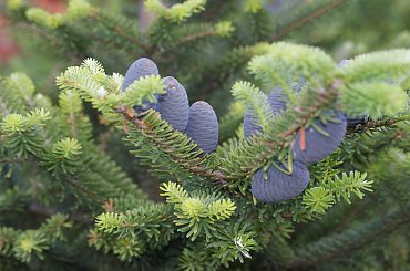 szyszki jodły na wiosne #szyszka #cone #jodła #tree #drzewo #xnifar #rafinski