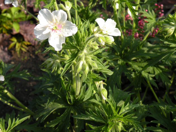 Geranium ?