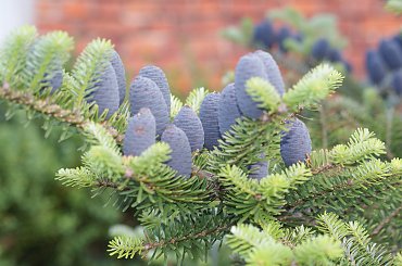 szyszki jodły na wiosne #szyszka #cone #jodła #tree #drzewo #xnifar #rafinski