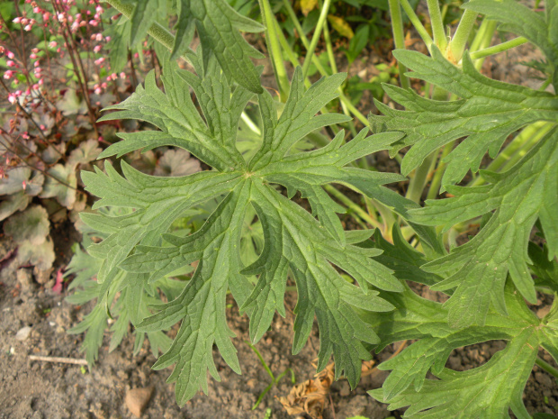 Geranium 'Ponk Spice'